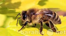 Продам: пчел