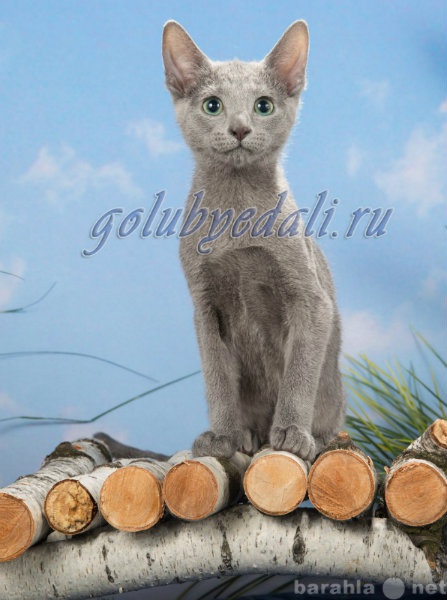 Продам: Русские голубые котята шоу класса