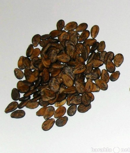 Продам: Семена арбуза КримсонСвит