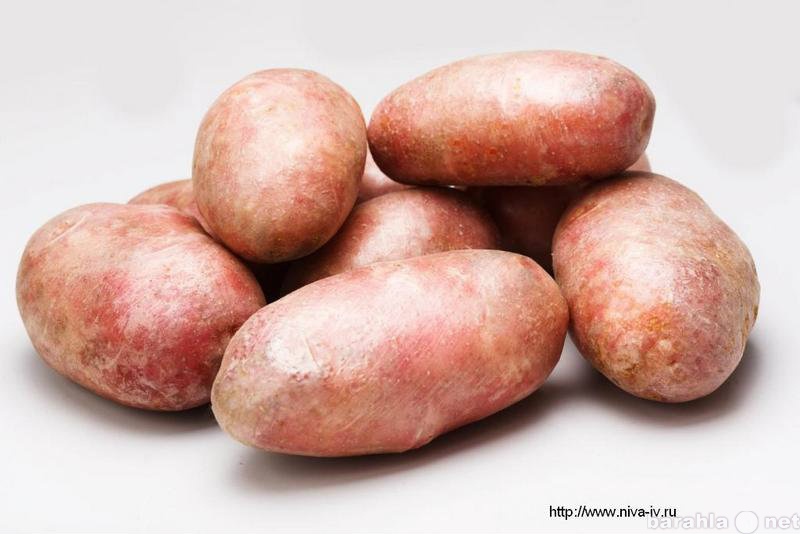 Продам: Качественный семенной картофель