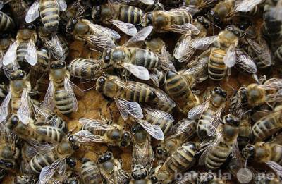 Продам: Пчелопакеты Карпатка, Среднерусская