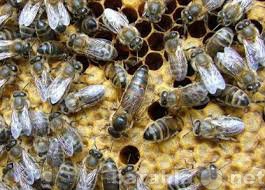 Продам: Пчеломатки, пчелопакеты,пчелосемьи
