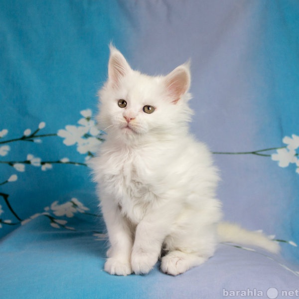 Продам: Котенок мейн-кун, девочка белоснежная.