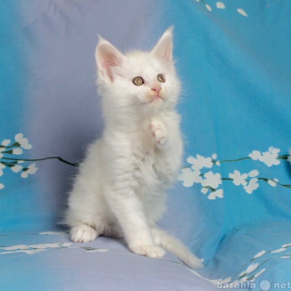 Продам: Котенок мейн-кун, мальчик белый