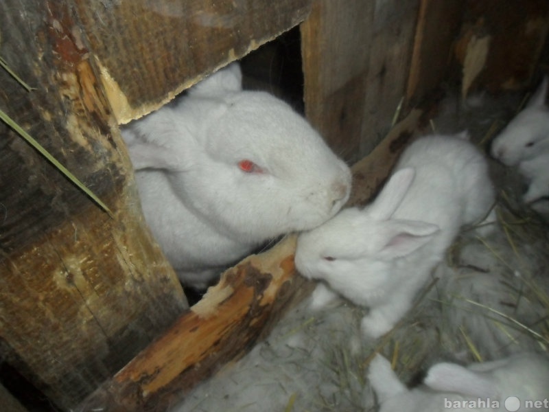 Продам: Кроликов породы Белый Великан