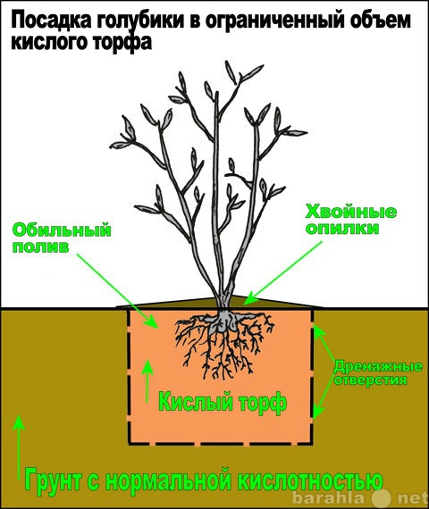 Продам: Голубика "Bonus@" очень круп