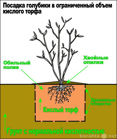 Продам: Голубика "Bonus@" очень круп