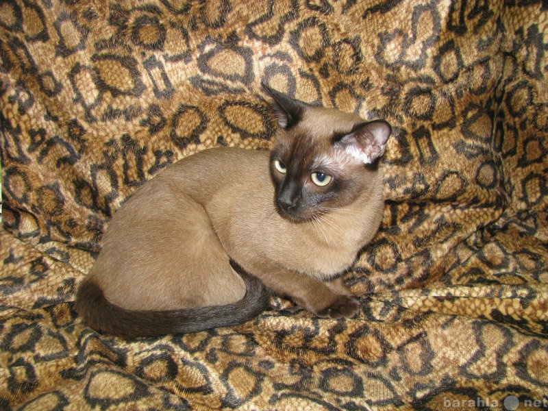 Продам: Тонкинские котята из питомника