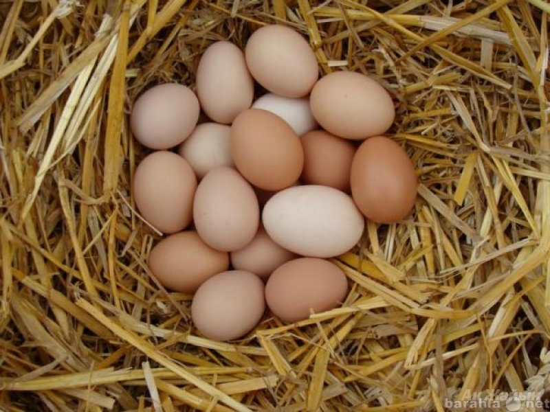 Продам: Яйцо куриное домашнее (оптом)