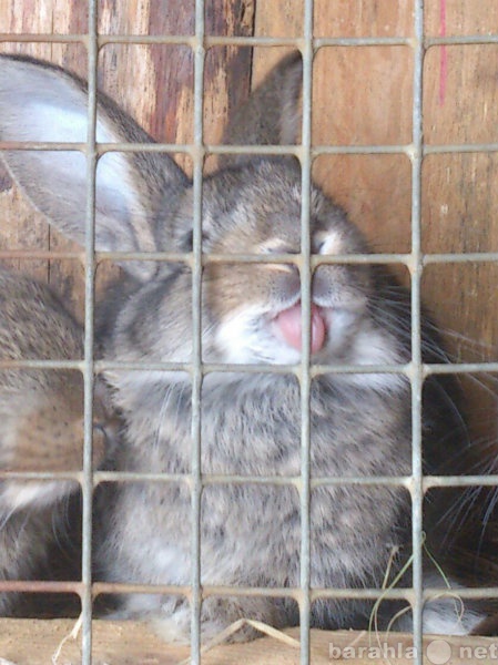 Продам: Продам кроликов