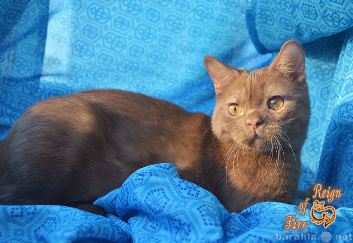 Продам: Британский котенок окраса циннамон