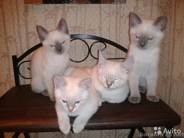 Продам: очаровательных тайских котят!