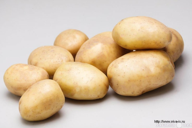 Продам: Качественный семенной картофель