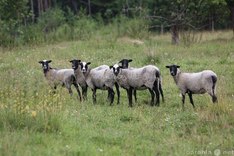 Продам: Романовские овцы