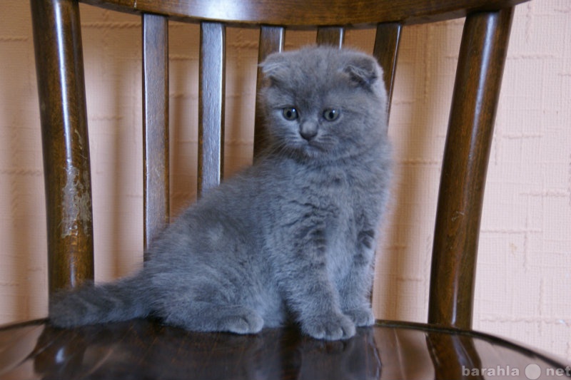 Продам: Голубой вислоухий котик (1,5 мес)