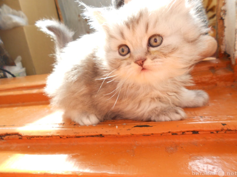 Продам: Котенок персидский затененная шиншилла
