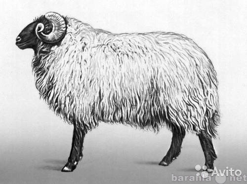 Продам: Шерсть овецья мытая