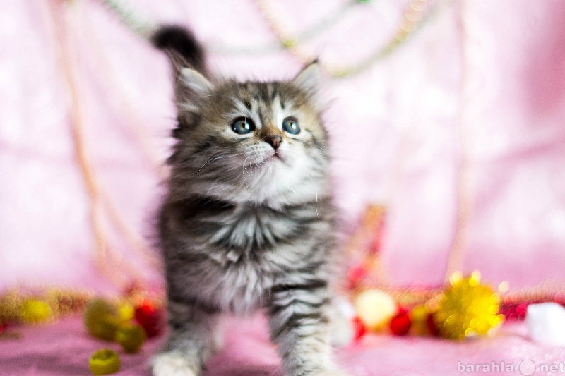 Продам: Клубных породистых Сибирских котят