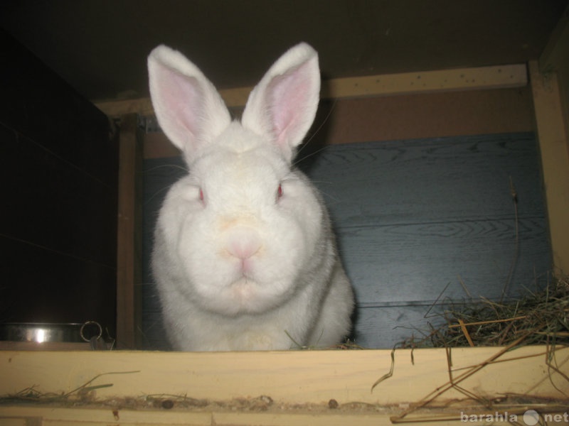 Продам: НЗБ (Новозеландский белый) кролики