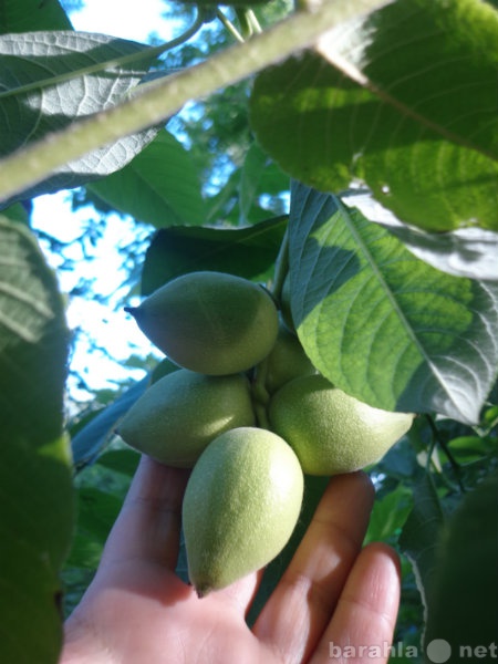Продам: Саженцы манчжурского ореха, плоды,листья