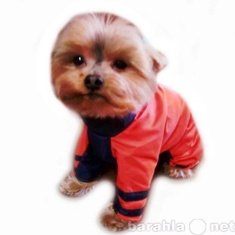 Продам: Одежда для собак от URBAN DOGS