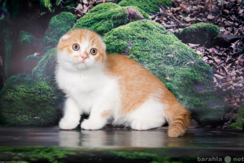 Продам: Шотландские котята (лицензир.питомник)