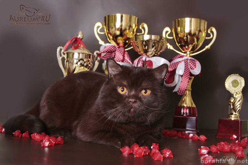 Продам: Шоколадные и лиловые британские котята