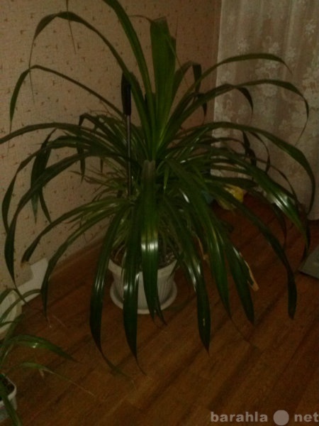 Продам: Комнатное растение Панданус