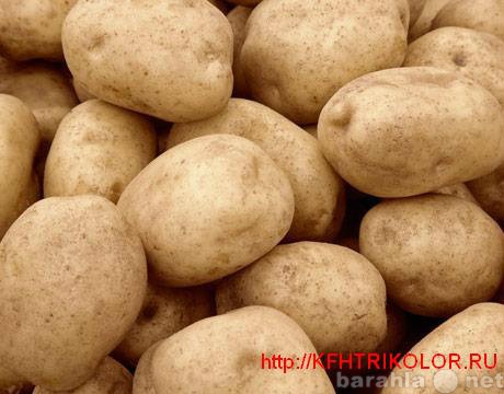 Продам: Продам оптом картофель продовольственный