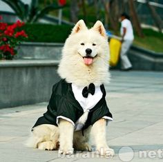 Продам: Одежда для собак высокого качества 