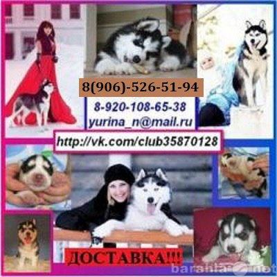 Продам: СИБИРСКОЙ ХАСКИ красивенных