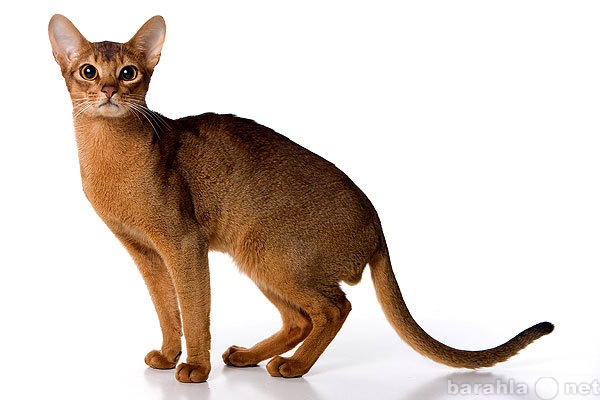 Продам: Абиссинский кот ищет для вязки абиссинку