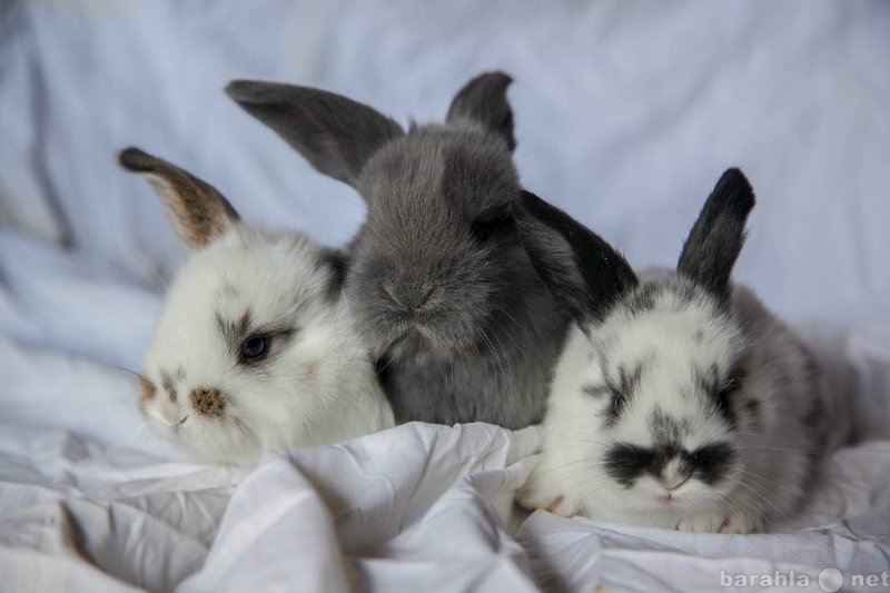 Продам: Кролики породы Французский баран
