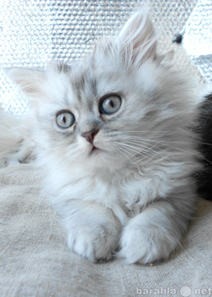 Продам: Котенок персидский в серебристой шубке