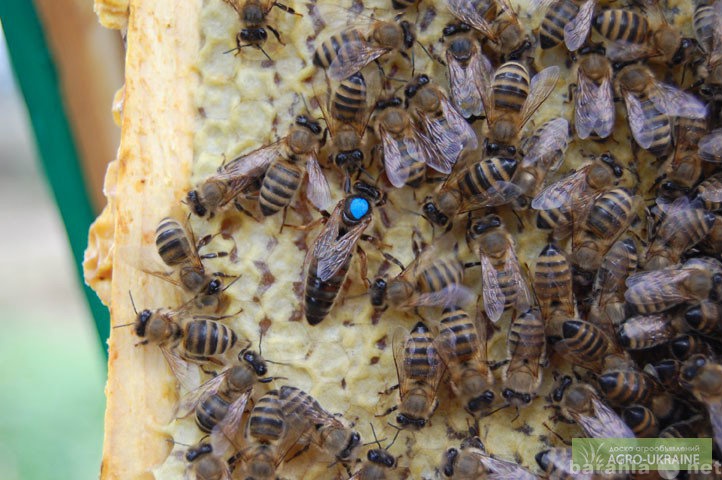 Продам: Реализуем пчеломатки Карпатской породы 2