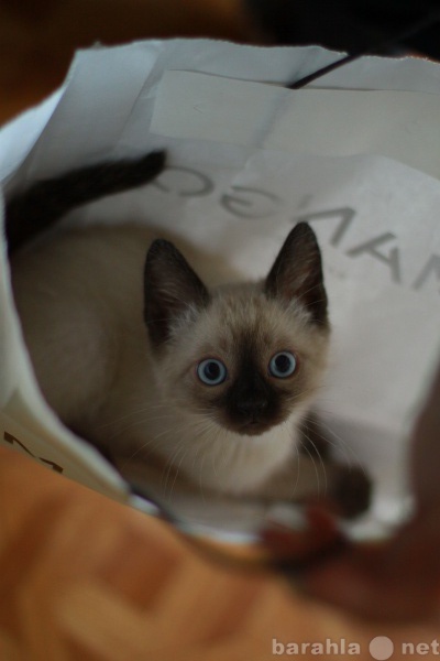 Продам: Котик сиамской породы 1,5 месяца