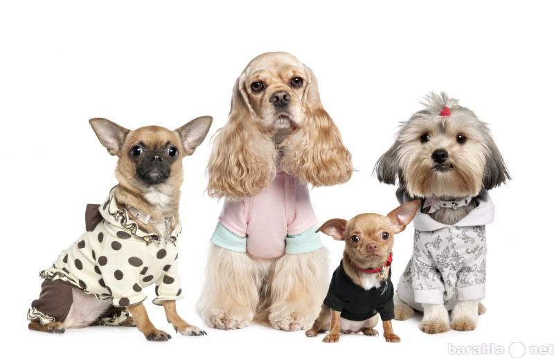 Продам: Одежда для собак оптом и в розницу