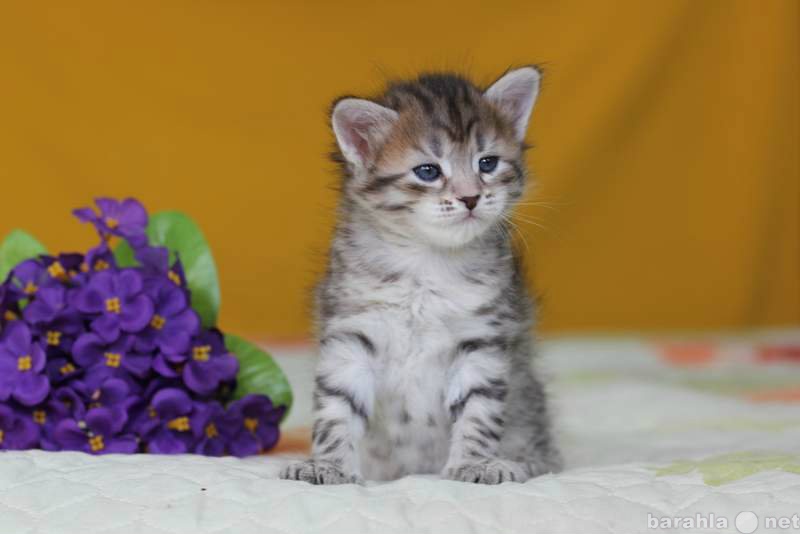 Продам: Породистые сибирские котята