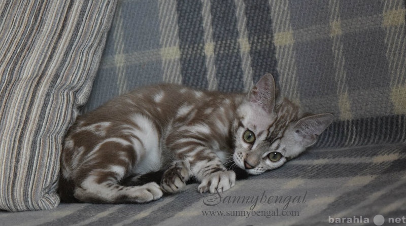 Продам: Бенгальский котенок редкого окраса