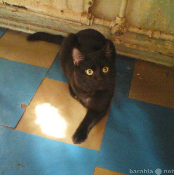 Отдам даром: Черный кот