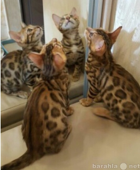 Продам: Бенгальские котята