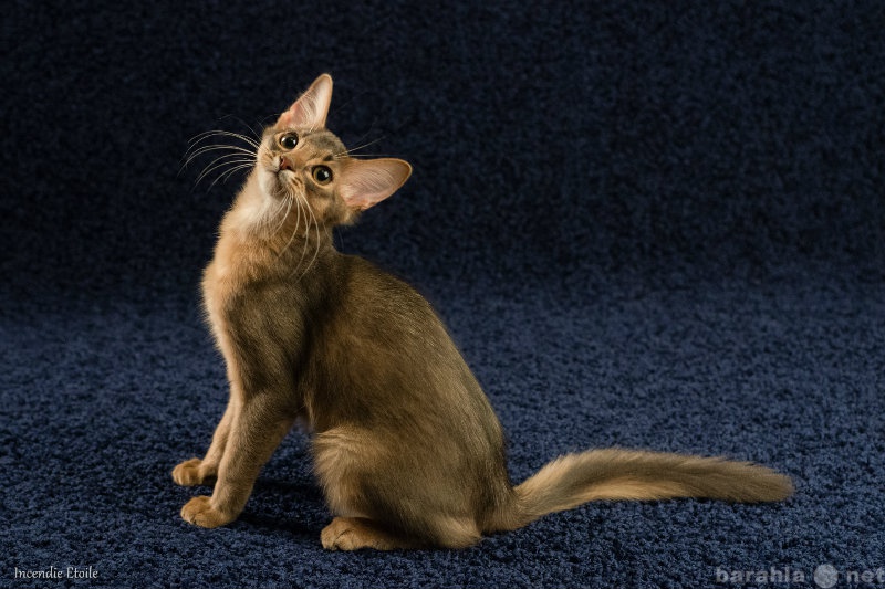 Продам: Сомалийский котик Тимоша