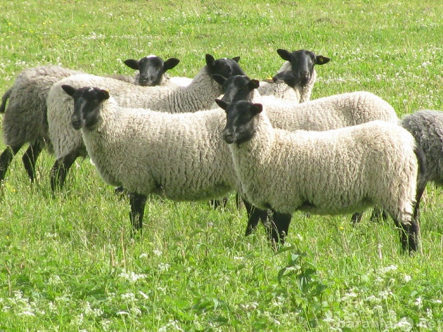Продам: овец романовской породы