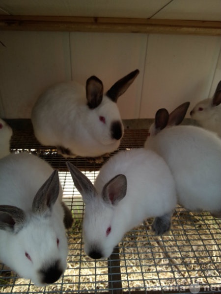 Продам: Кролики калифорнийские на племя