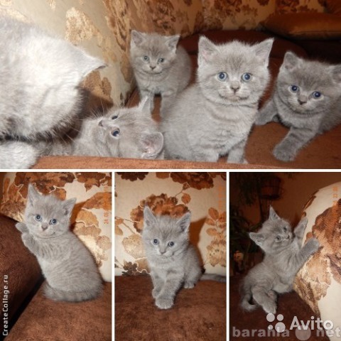 Продам: Британские котята