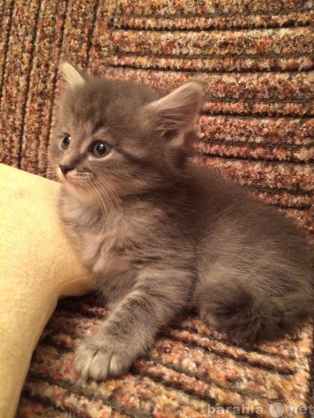 Продам: Высокопородный сибирский котенок. Девочк