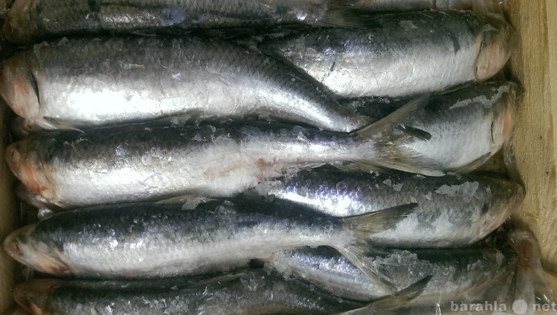 Продам: Свежемороженая речная рыба в ассортимент