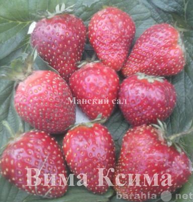 Продам: Рассада садовой земляники(клубники)