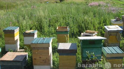 Продам: Пчелы, пчелосемьи и пчелопакеты