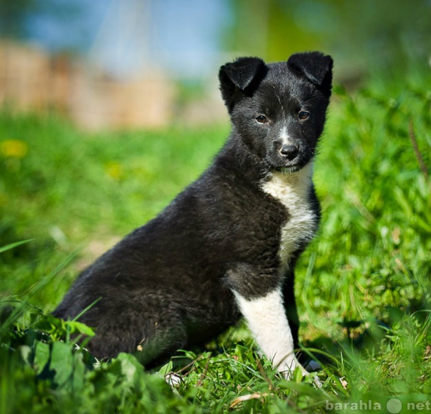 Отдам даром: Красивый щеночек Кира, в добрые руки